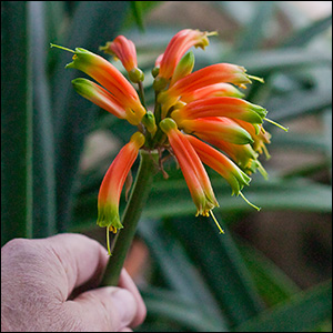 Colorado Clivia plant number 1266A.  Clivia gardenii, Midlands Fiesta x Red Ruby