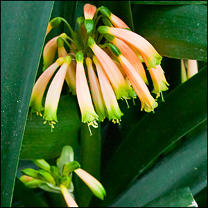 Colorado Clivia plant number 650D.  Clivia gardenii, Midlands