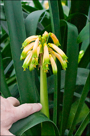 Colorado Clivia plant number 656B.  Clivia gardenii, Midlands