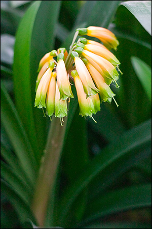 Colorado Clivia plant number 668C.  Clivia gardenii, Pink 8