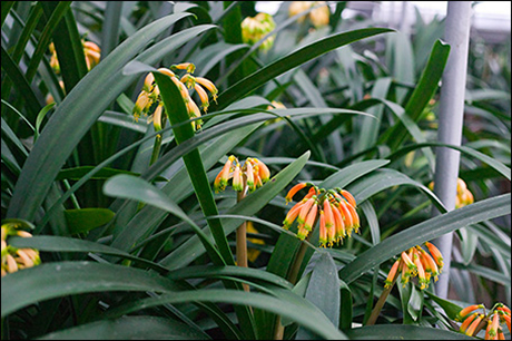 Colorado Clivia gardenii in bloom, fall 2013.