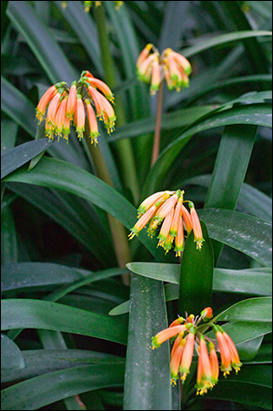 Colorado Clivia gardenii in bloom, Fall 2013.