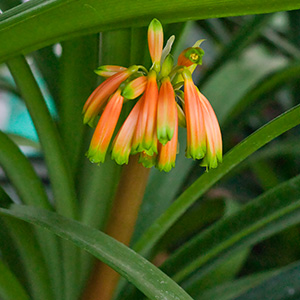 Colorado Clivia plant number 1867C.  Clivia robusta, Dark Orange