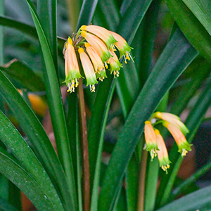 Colorado Clivia plant number 1897A.  Clivia gardenii, Ndwedwe BP Bush