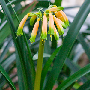 Colorado Clivia plant number 1952B.  Clivia gardenii, Midlands Fiesta