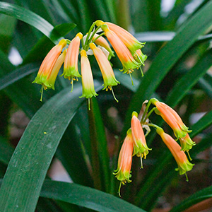 Colorado Clivia plant number 1963A.  Clivia gardenii, Ndwedwe BP Bush Pastel