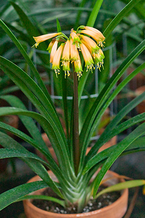 Colorado Clivia plant number 2292A.  Clivia gardenii, Ndwedwe Super Gardenii