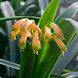 Colorado Clivia plant number 623B.  Clivia gardenii, Pink 13