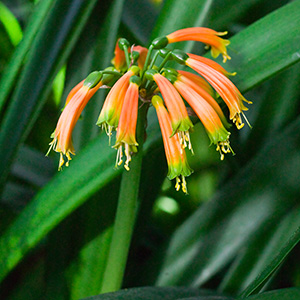 Colorado Clivia plant number 660G.  Clivia gardenii, Orange/Bronze 2