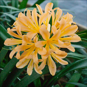 Colorado Clivia plant number 1147B.  Clivia miniata, Chubb Exhibition Peach