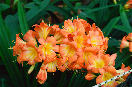 Colorado Clivia plant number 11D.  Clivia miniata, Not Holmes Red