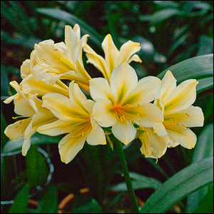 Colorado Clivia plant number 1976C.  Clivia miniata, (TK Yellow x Hirao) x Hirao