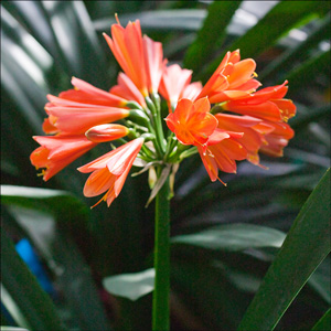 Colorado Clivia plant number 2294D.  Clivia Interspecific, Red Cyrt. x Doris