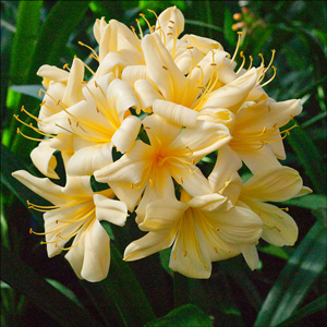 Colorado Clivia plant number 419C.  Clivia miniata, Yellow x (Dark Yellow x Variegated Yellow)