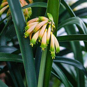 Colorado Clivia's plant number 1255B.  Clivia gardenii, Green Glade x Green Garnet