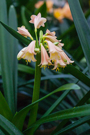 Colorado Clivia's plant number 2227.  Clivia interspecific, Pink MM x Pink Elegance
