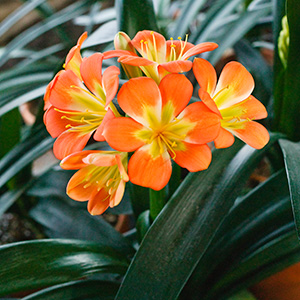 Colorado Clivia's plant number 1087A.  Clivia miniata, U La La x Eesh