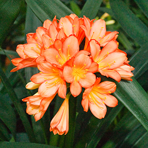 Colorado Clivia's plant number 122D.  Clivia miniata, HK Dark Throat Red x SW Bronze