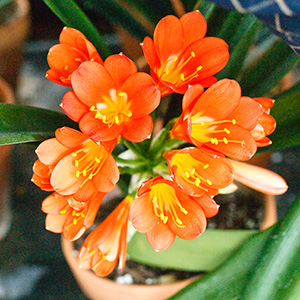 Colorado Clivia's plant number 1277D.  Clivia miniata, B. Wiese Dark Red x Grobler Dark Red