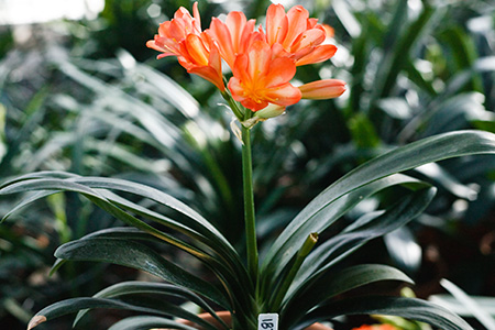 Colorado Clivia's plant number 1872C.  Clivia miniata, White Lips 1 x White Lips 2