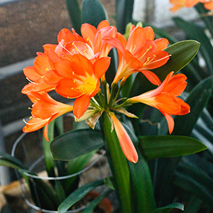Colorado Clivia's plant number 1910A.  Clivia miniata, Ghost MP x My Fair Lady MP