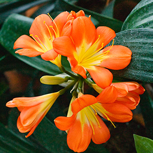 Colorado Clivia's plant number 1917A.  Clivia miniata, Donner x Large Umbel Vico Orange