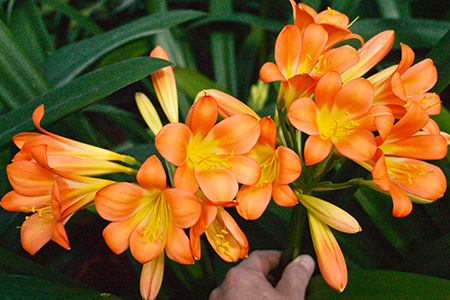 Colorado Clivia's plant number 673A.  Clivia miniata, KZN Miniata Mix