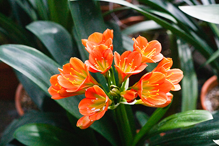 Colorado Clivia's plant number 737Q.  Clivia miniata, Bronze Green Throat Wiese x Pretoria Green