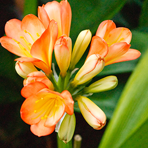 Colorado Clivia's plant number 886D.  Clivia miniata, Apricot Short-leafed Monk