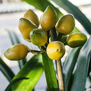 Colorado Clivia's plant number 1116A.  Clivia miniata, Secret Mission x Vico Gold F1 Fruit