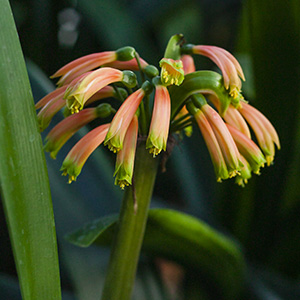 Colorado Clivia's plant number 1863C.  Clivia robusta, Dark Orange