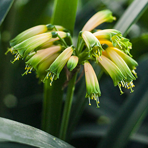 Colorado Clivia's plant number 1954B.  Clivia gardenii, Midlands Fiesta
