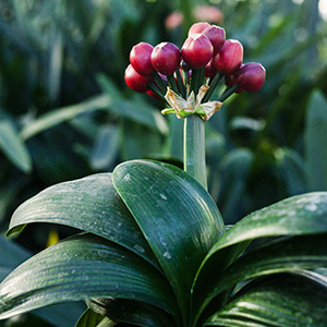 Colorado Clivia's plant number 312B.  Clivia miniata, Orange Daruma Fruit