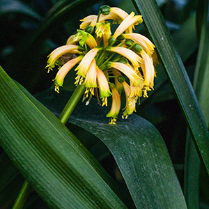 Colorado Clivia's plant number 638C.  Clivia gardenii, Mix