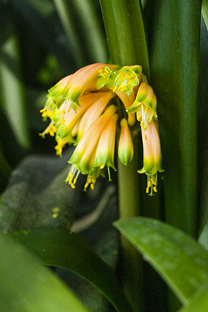 Colorado Clivia's plant number 641B.  Clivia gardenii, Everton Blush