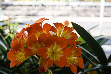 Colorado Clivia's plant number 1087A.  Clivia miniata, ULaLa x Eesh