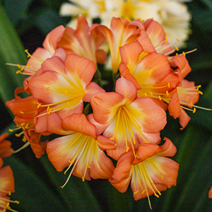 Colorado Clivia's plant number 11C.  Clivia miniata, Not Holmes Red