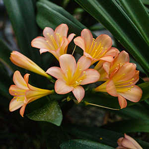 Colorado Clivia's plant number 1236C.  Clivia miniata, Pink Princess x SPCA Pink