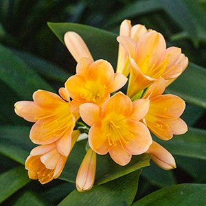 Colorado Clivia's plant number 1415C.  Clivia miniata, Colorado Peach