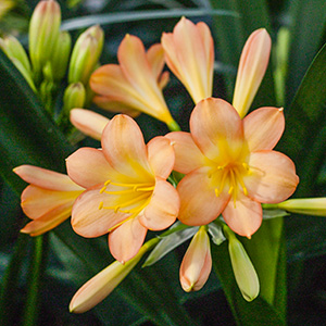Colorado Clivia's plant number 1881A.  Clivia miniata, Pastel x Tipperary Peach