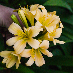 Colorado Clivia's plant number 1926C.  Clivia miniata, Green Peach x Green Group 1
