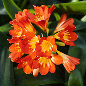 Colorado Clivia's plant number 2000A.  Clivia miniata, Sabrine Delphine x T. Barnes Best Red