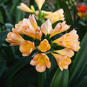 Colorado Clivia's plant number 2435C.  Clivia miniata, Lovy's Surprise Pink x Pinky Pastel