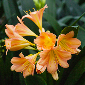 Colorado Clivia's plant number 2564C.  Clivia miniata, Coconut Ice x Blushing Becka