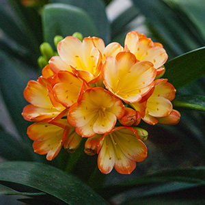 Colorado Clivia's plant number 2613C.  Clivia miniata, Hattori Tanchoo