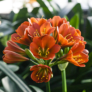 Colorado Clivia's plant number 616F.  Clivia miniata, TC Bronze x Doomsday