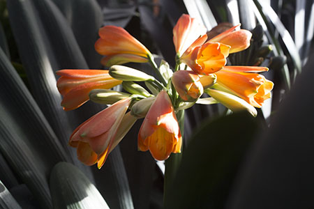 Colorado Clivia's plant number 12J.  Clivia interspecific, Not Holmes Red