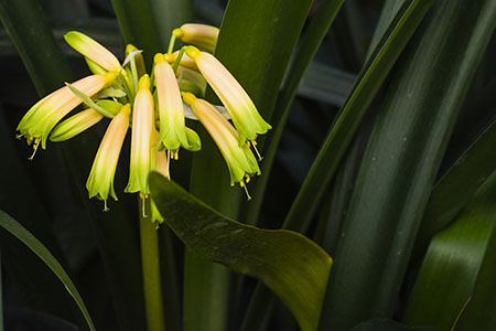 Colorado Clivia's plant number 1952B.  Clivia gardenii, Midlands Fiesta