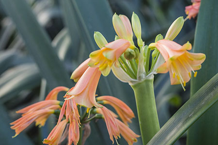 Colorado Clivia's plant number 2227H.  Clivia interspecific, Pink Marshmallow x Pink Elegance