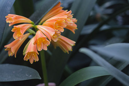 Colorado Clivia's plant number 2462A.  Clivia interspecific, Not Holmes Red x Dark Red Cyrt